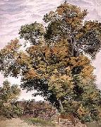 Thomas frederick collier Study of an Oak Tree oil painting artist